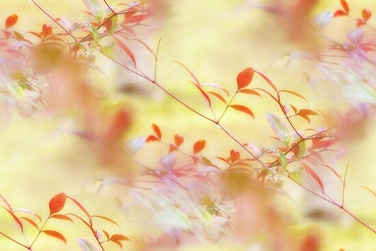 autumn leaves wallpaper 2000x1333
