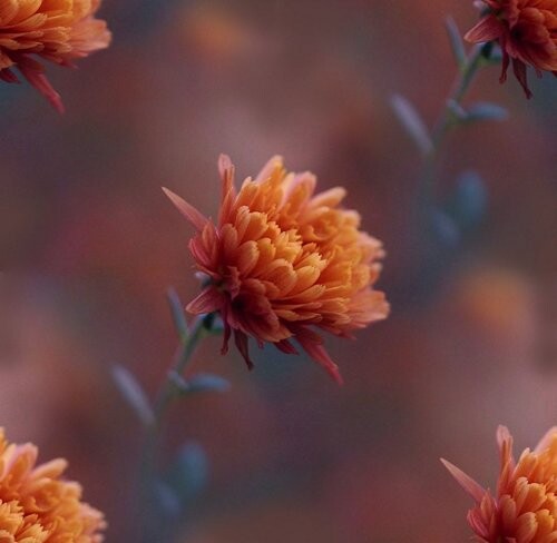 orange wild chrysanthemum 8jhqg3srt6fgohdf