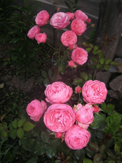 yy965d51ee6db1c291.jpg
