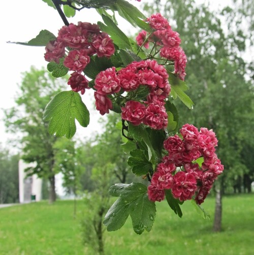 Боярышник