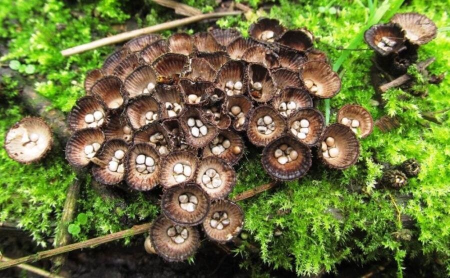 Интересные факты о Cyathus novaezelandiae - новозеландском грибе-бокальчике Интересные факты о Cyathus novaezelandiae - новозеландском грибе-бокальчике