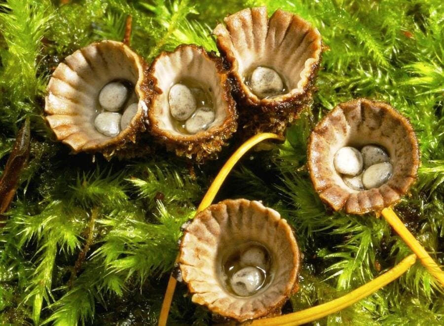 Интересные факты о Cyathus novaezelandiae - новозеландском грибе-бокальчике Интересные факты о Cyathus novaezelandiae - новозеландском грибе-бокальчике