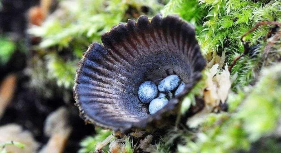 Интересные факты о Cyathus novaezelandiae - новозеландском грибе-бокальчике Интересные факты о Cyathus novaezelandiae - новозеландском грибе-бокальчике