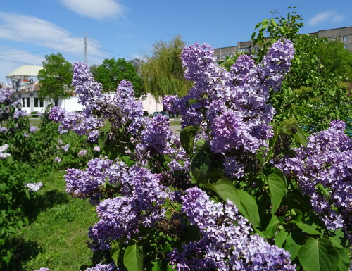 Сирень