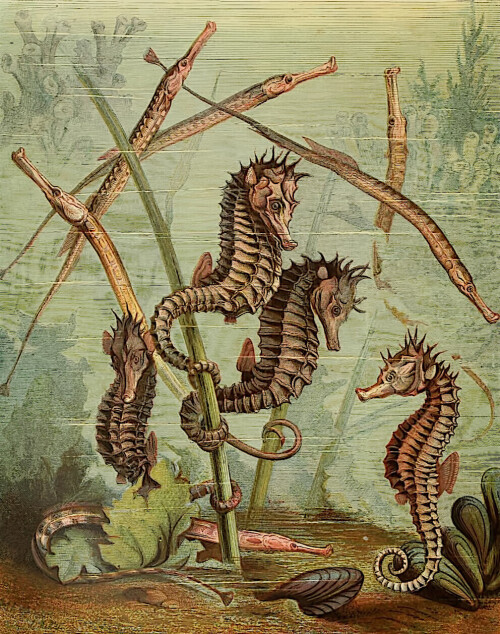 SISTEMATICESKOE-IZLOZENIE-OPISATELNOI-ZOOLOGII--ENDRY-UILSON--OK.-1881-G.b07e915bd8ae8fe8.jpg