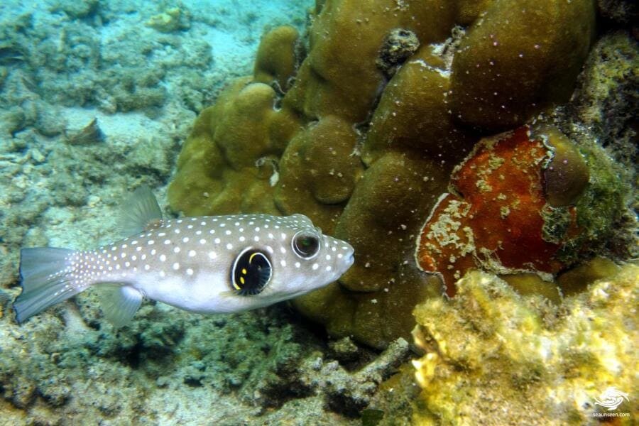 Белопятнистый иглобрюх - создатель загадочных кругов на морском дне Японии Белопятнистый иглобрюх - создатель загадочных кругов на морском дне Японии