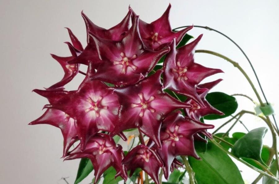 Бутоны хойи: звёздные конфеты, ночные духи и запреты викторианцев Бутоны хойи: звёздные конфеты, ночные духи и запреты викторианцев