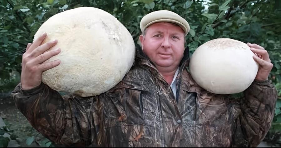Дождевик - живой дым-патрон леса с целебной мякотью и вкусом тофу Дождевик - живой дым-патрон леса с целебной мякотью и вкусом тофу