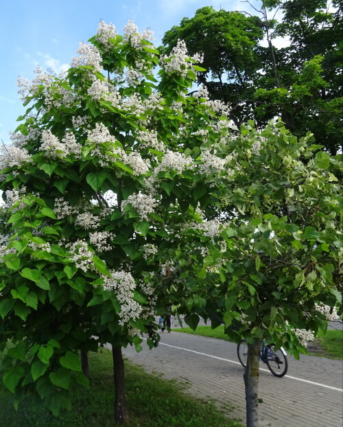 Катальпа