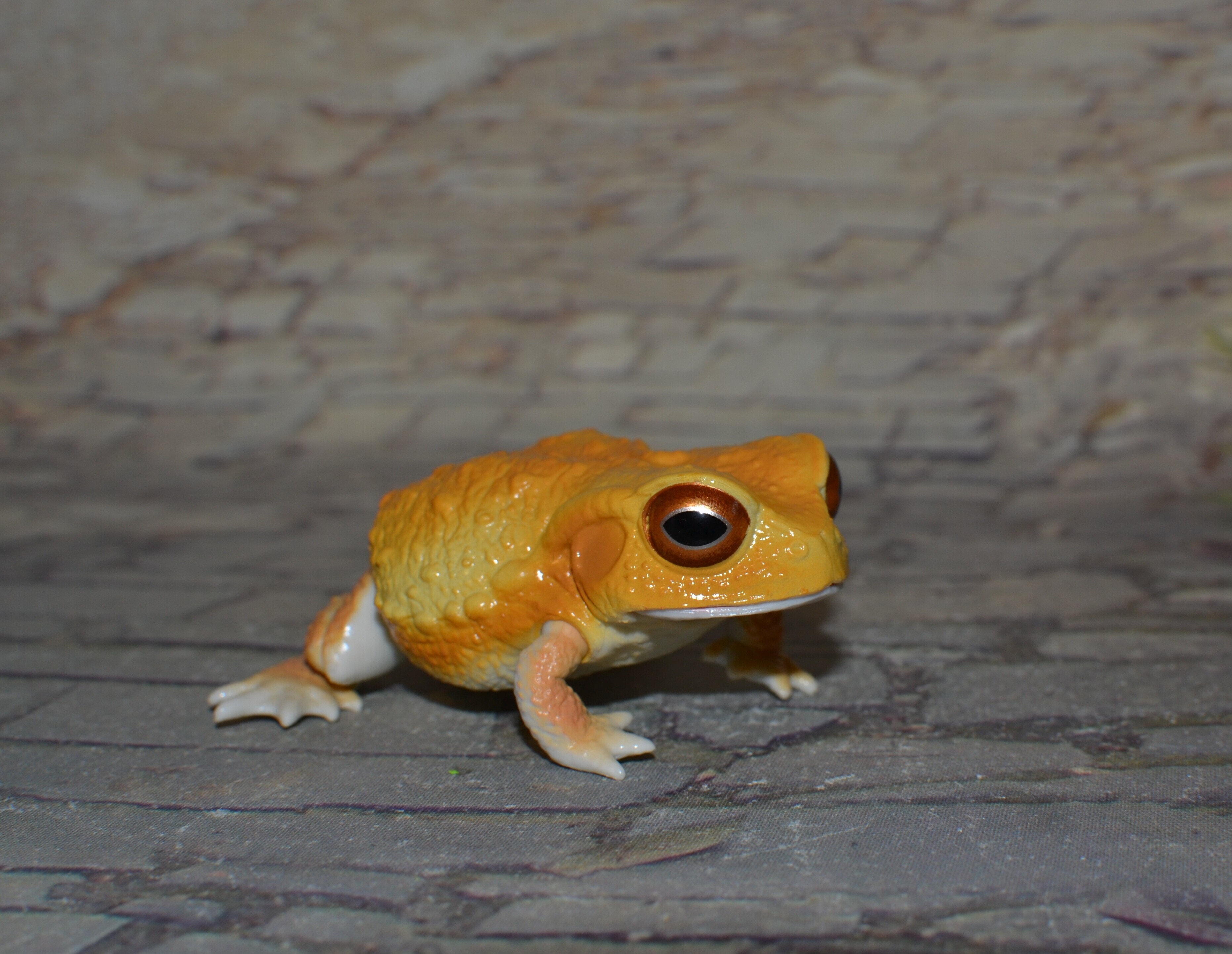 IMG 20250722 081735