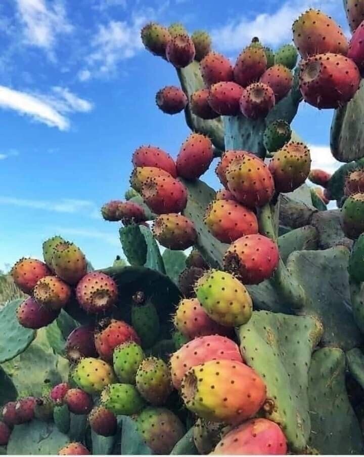 https://radika1.link/2026/07/27/fru320e4a5673d65b344.jpg