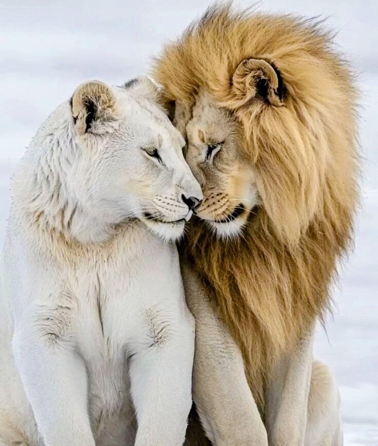 https://radika1.link/2026/07/28/love874df860a5b8b2307.jpg