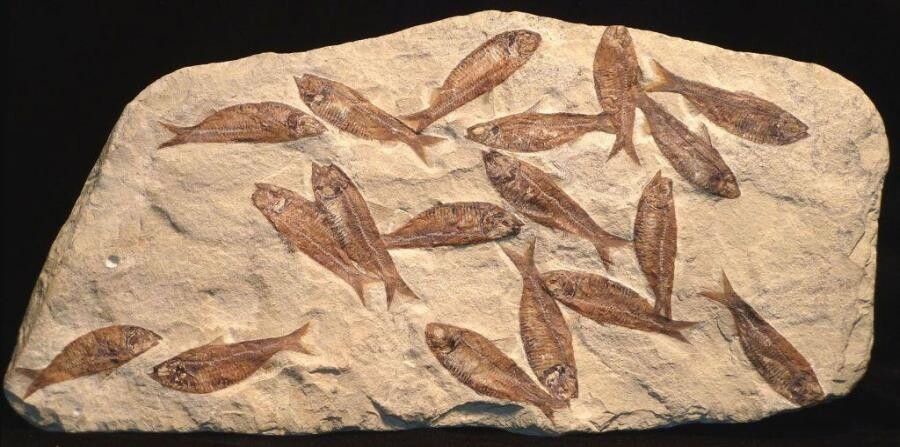 Застывшая история жизни - что скрывают настоящие окаменелости эуфоссилии Застывшая история жизни - что скрывают настоящие окаменелости эуфоссилии