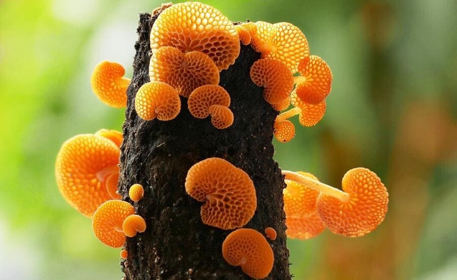 Оранжевый пористый гриб (Favolaschia calocera R. Heim) - интересные факты о грибе-захватчике Оранжевый пористый гриб (Favolaschia calocera R. Heim) - интересные факты о грибе-захватчике