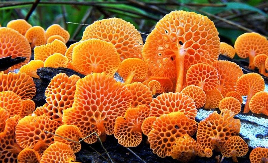 Оранжевый пористый гриб (Favolaschia calocera R. Heim) - интересные факты о грибе-захватчике Оранжевый пористый гриб (Favolaschia calocera R. Heim) - интересные факты о грибе-захватчике