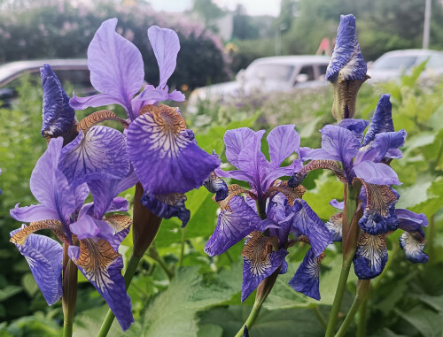 городские цветы